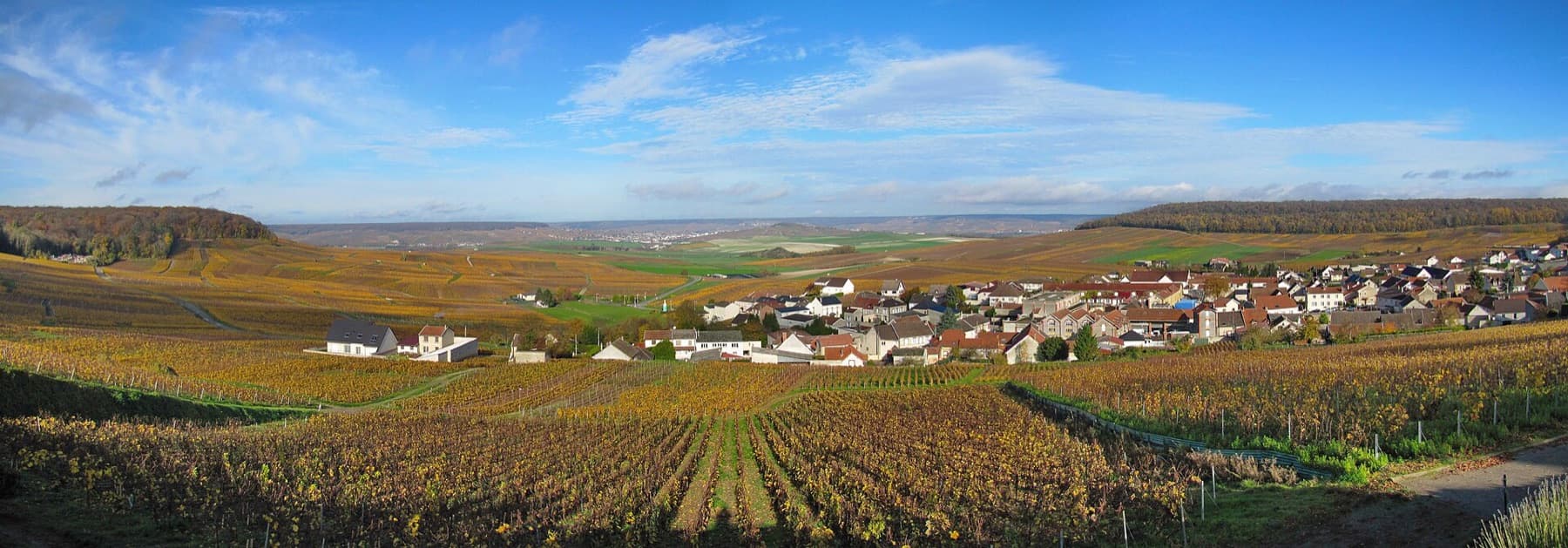 Blanc de blancs in de Côte des Blancs